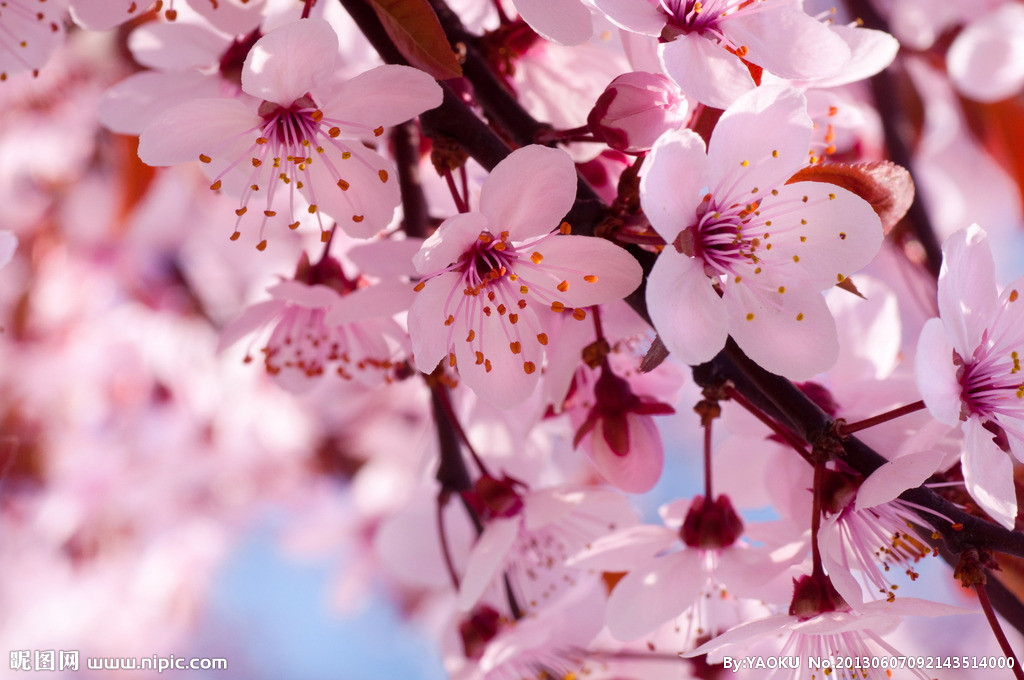 【丁香花開】四月，在塵世里拾取幸福（散文）