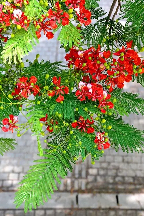 【鳳凰】鳳凰花開的鷺島，一個追花的女子（散文）