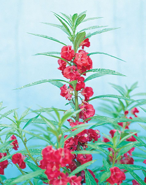 【八一】鳳仙花開（散文·家園）