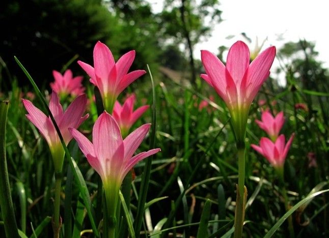 【荷塘“PK大獎賽”】風(fēng)雨花，亮麗的雨后彩虹（散文）