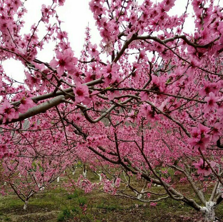 【丁香花開】三月相約桃花（組詩）