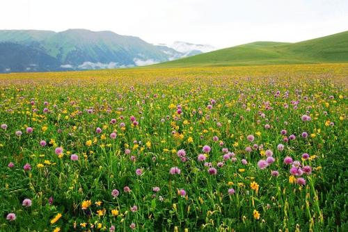 【八一】天香花（散文·家園）